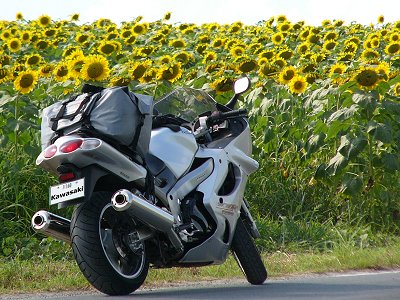 �O�{�؂̂Ђ܂��̋u�@2004.8.7