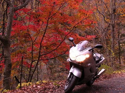 2006�H�̃t�H�g�R���e�X�g��܁E�Y��̍g�t�@2004.11.13